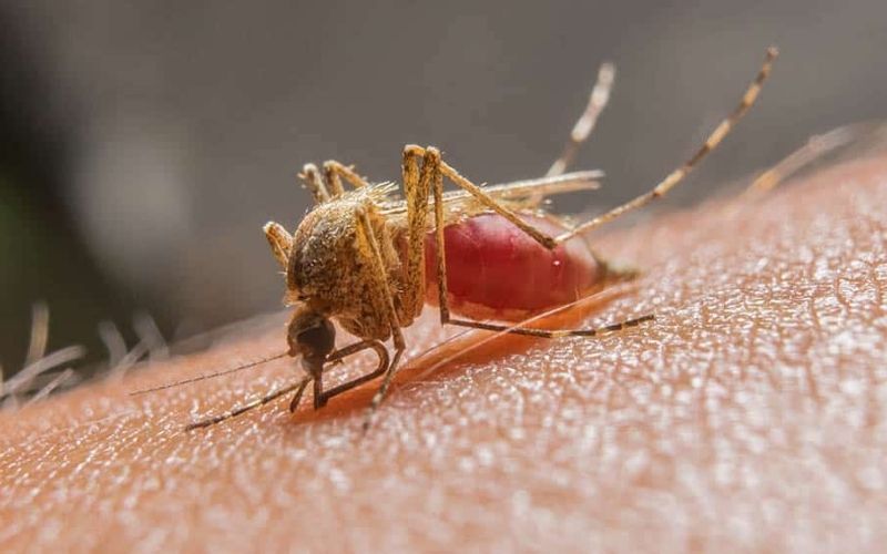 Malária: sintomas, transmissão e prevenção