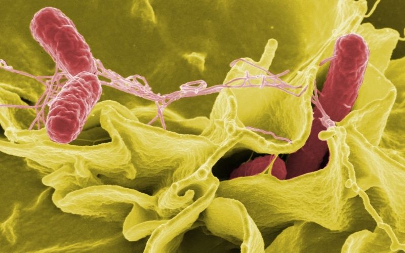 Infeções por Salmonella: sintomas, causas e prevenção